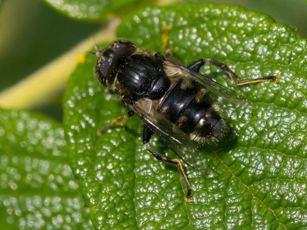 Weidevlekoog (Eristalinus sepulchralis)